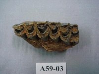 藏品(鹿上顎)的圖片